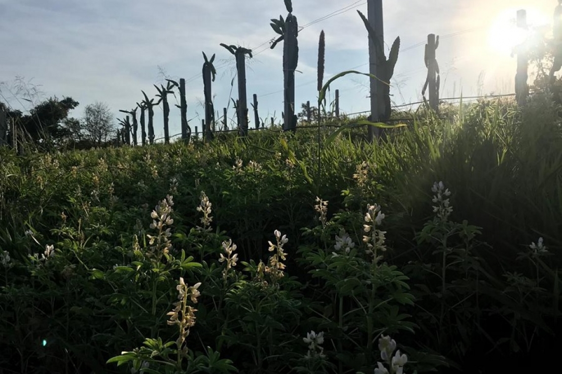 A agricultura orgânica e o ESG