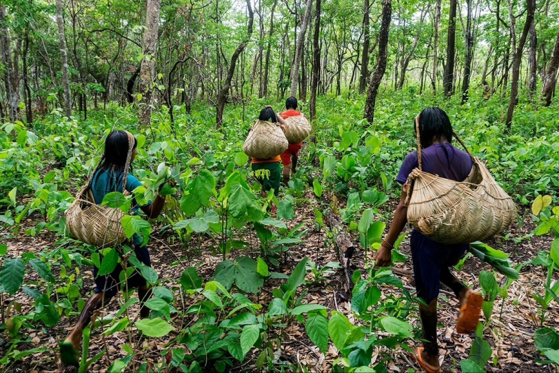 Preservar a floresta pode ser a chave para a retomada econômica