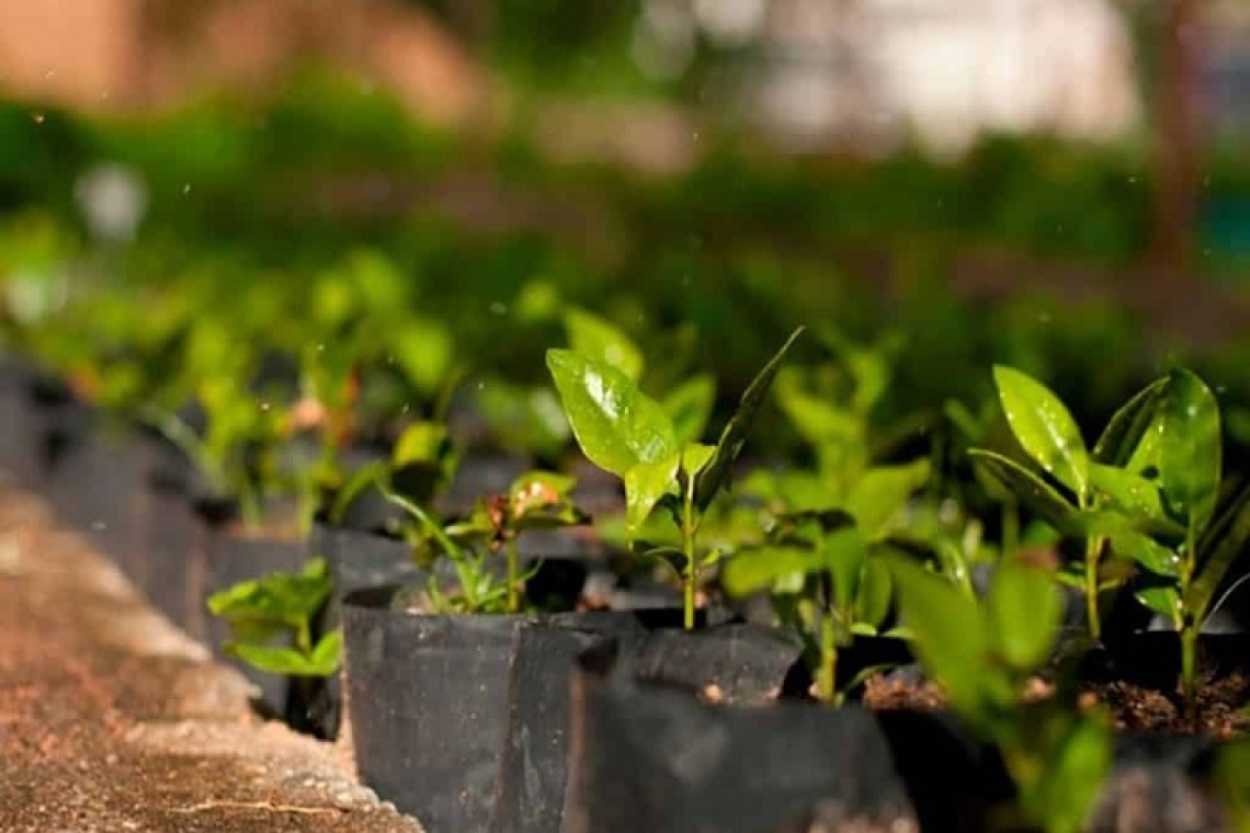 AstraZeneca irá investir mais de R$ 350 milhões em reflorestamento no Brasil 