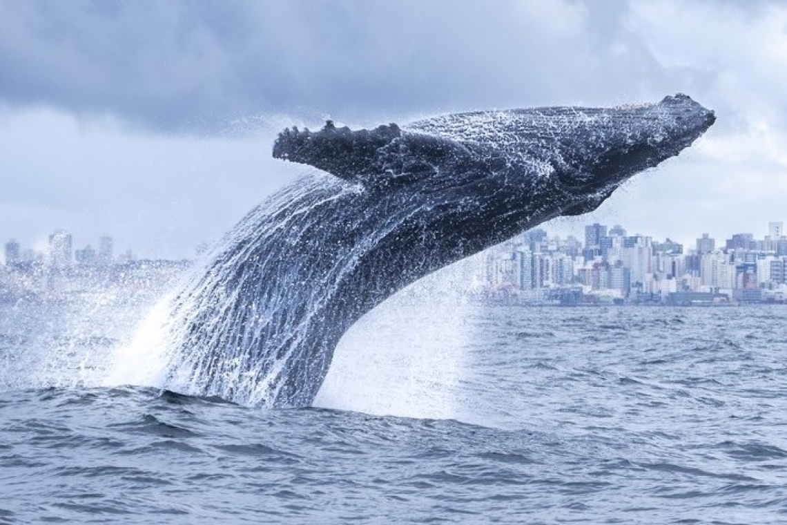 Salvador sedia a II Conferência Oceânica do Brasil