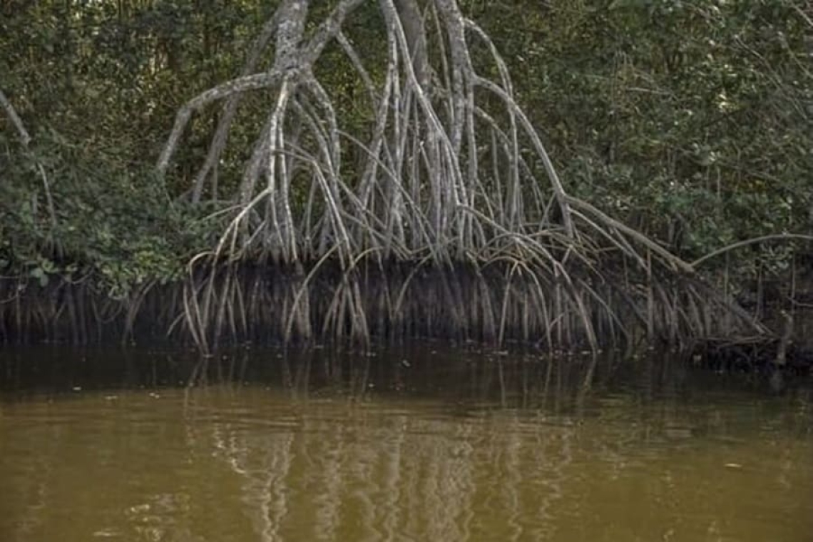 PNUMA: manguezais correm risco de extinção