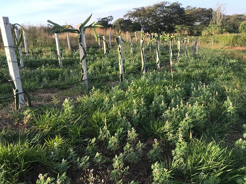 Sem agua nao tem energia comida 1 papo reto laverani organicos Tremocos