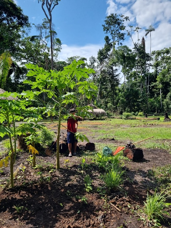 agroforestry Carbon 1 papo reto