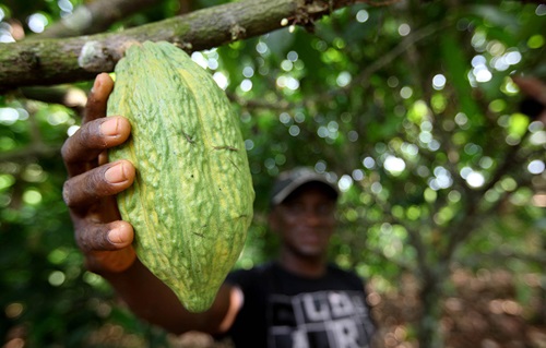 cacau amazonas 1 papo reto projeto lira