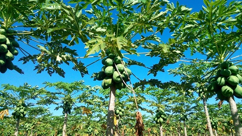 platacao de mamao da organicos na pedra Laverani 1 papo reto